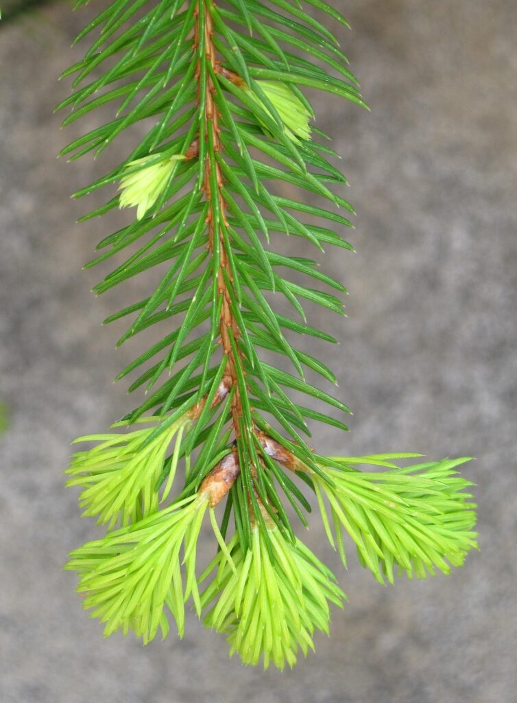 these light green needles is a red flag that your tree has come out of dormancy